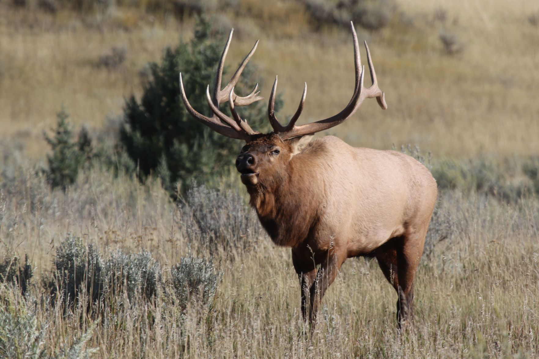 Bugling Bull Elk